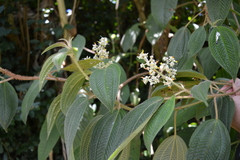 Miconia subseriata