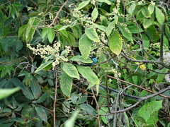 Tangara labradorides