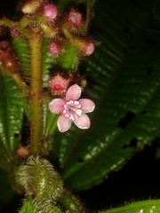 Miconia tococa