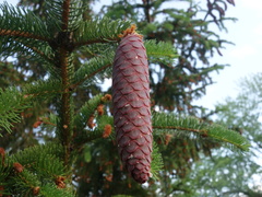 Picea
