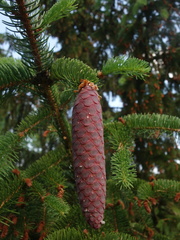 Picea