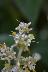 Miconia subseriata