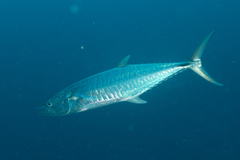 Scomberomorus commerson