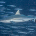 Grey Reef Shark - Photo (c) Mark Rosenstein, some rights reserved (CC BY-NC-SA), uploaded by Mark Rosenstein