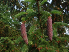 Picea