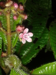 Miconia tococa