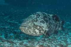 Epinephelus malabaricus