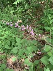 Hylodesmum glutinosum