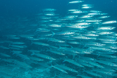 Bigeye Barracuda photo 2