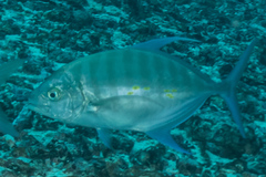Ferdauia orthogrammus