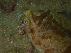 Pleuronichthys coenosus