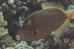 Cantherhines dumerilii