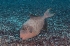 Pseudobalistes flavimarginatus