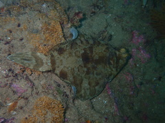 Pleuronichthys coenosus