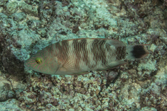 Cheilinus trilobatus