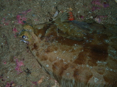 Pleuronichthys coenosus