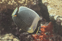 Chaetodon reticulatus