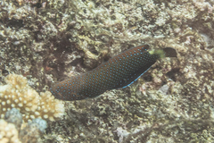Anampses caeruleopunctatus