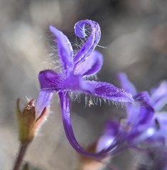 Trichostema laxum