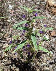 Trichostema laxum