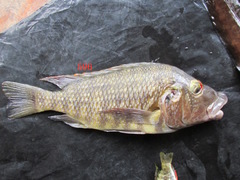 Lobochilotes labiata