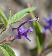 Trichostema laxum