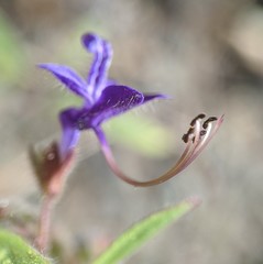 Trichostema laxum