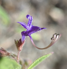 Trichostema laxum