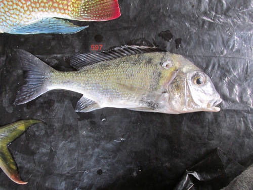Manyscale tylochromis (Tylochromis polylepis) — Cichlidae — 4