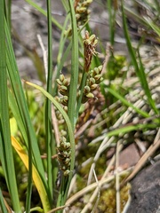Carex garberi