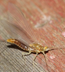 Ephemerella invaria
