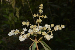 Miconia cataractae