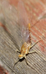 Ephemerella invaria