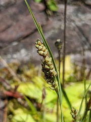 Carex garberi