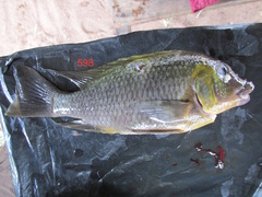 Petrochromis polyodon