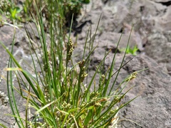 Carex garberi
