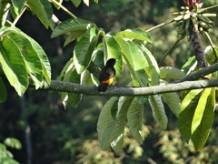 Ramphocelus flammigerus flammigerus