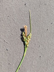 Carex garberi