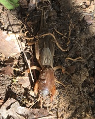 Neocurtilla hexadactyla
