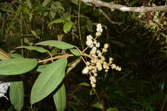 Miconia cataractae