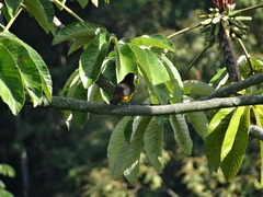 Ramphocelus flammigerus flammigerus