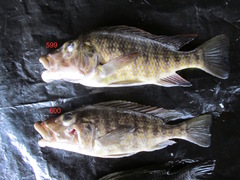 Lobochilotes labiata