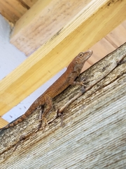 Silver Key Anole photo 3