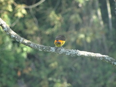 Ramphocelus flammigerus flammigerus
