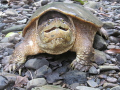 Chelydra acutirostris