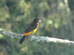 Ramphocelus flammigerus flammigerus