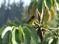 Ramphocelus flammigerus flammigerus