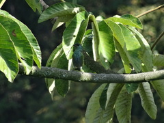 Stilpnia heinei