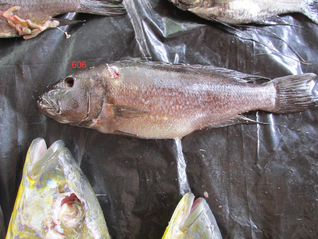 Deepwater lamprologus (Lepidiolamprologus profundicola) — Cichlidae