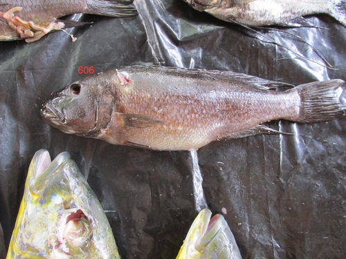 Lepidiolamprologus profundicola